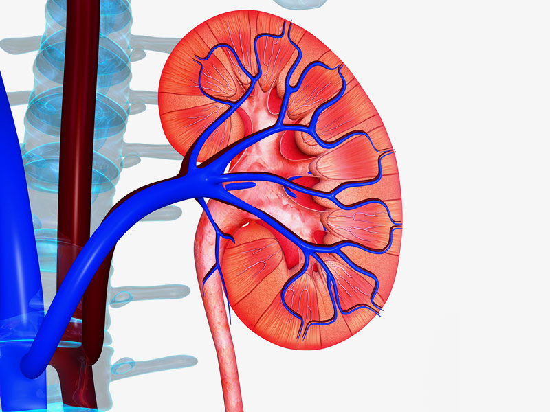 kidney graphic